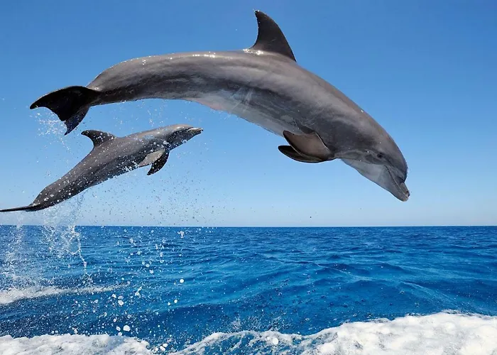 Апартаменты Paraiso Pool And Sea View - Tenesol